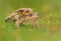 Ropucha obecna - Bufo bufo - European Toad 0248